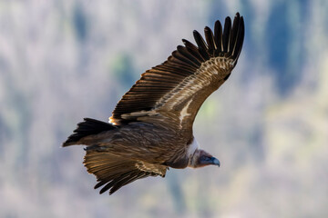 Eurasian griffon vulture (Gyps fulvus) in flight. Large bird of prey family Accipitridae. Cornino lake area, Udine province, Friuli Venezia Giulia, Italy.