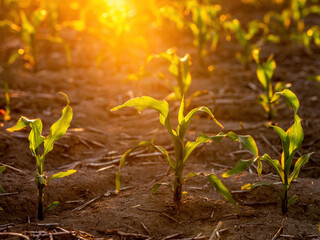 Lush young corn plants growing in a field illuminated by the warm light of sunset - obrazy, fototapety, plakaty