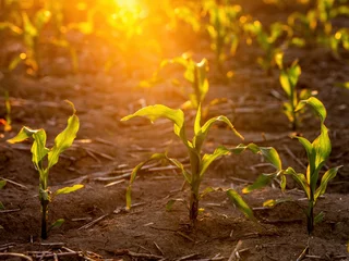 Foto auf Acrylglas Lush young corn plants growing in a field illuminated by the warm light of sunset © oticki