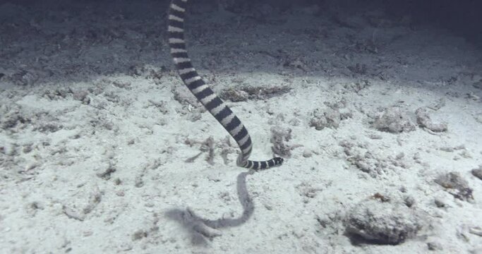 A banded sea krait, also known as a striped sea snake or Laticauda colubrina, moves forward as the camera follows. Check my gallery to see other clips from this series..