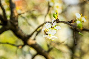 Close-up of a honey bee collecting nectar from a delicate white spring flower with a blurred natural background
