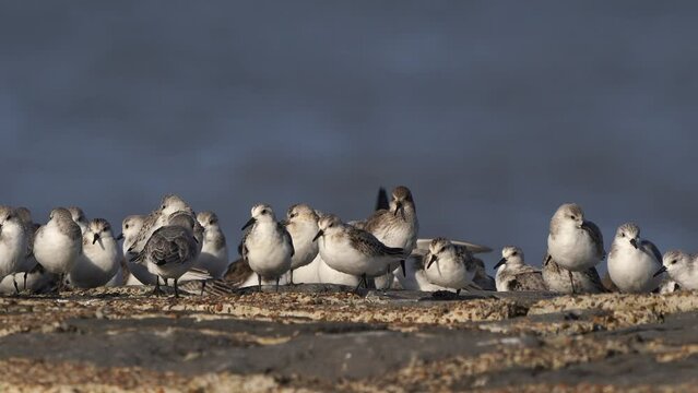 A large group of sanderling (Calidris alba) and one dunlin (Calidris alpina) standing on a breakwater