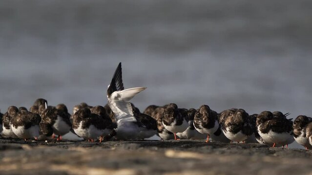 A large group of ruddy turnstone (Arenaria interpres) resting on a breakwater