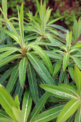 Closeup of Canary spurge leaves covered in rain drops, Warwickshire England
