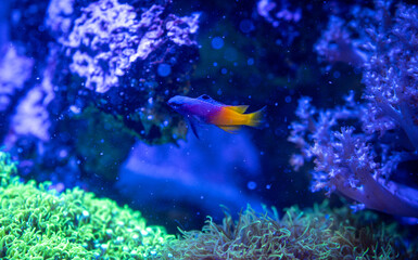 ロイヤルグラマ