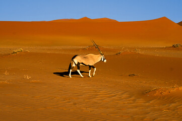 Oryx in der Namib