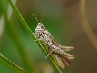 Saltamontes descansando sobre una rama en el campo