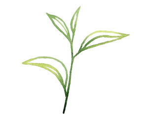 Watercolor Green Tea Leaves. Vector illustration isolated on white background