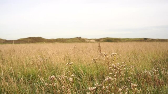 A salt marsh landscape in autumn with the dunes in the background while a strong wind blows