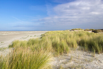 the dunes landscape in Renesse, the Netherlands