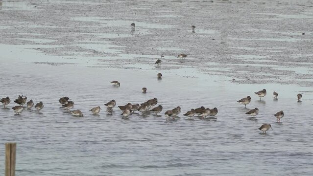 Several species of waders standing on a mudbank (common redshank, dunlin and red knot) all in winter plumage