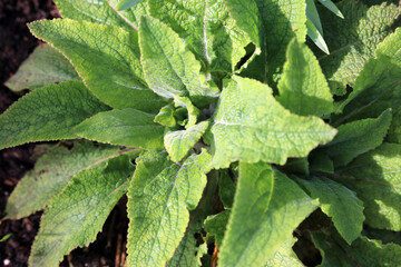 Macro image of sunlit Foxglove leaves in spring, Warwickshire England
