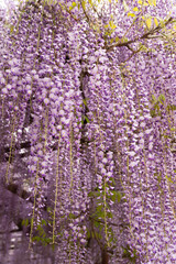 垂れ下がる藤花
