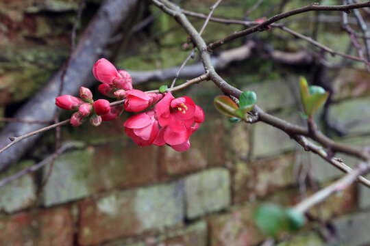 Macro image of Japanese quince blooms, Warwickshire England

