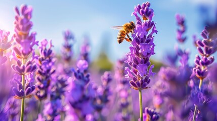 A bee collecting nectar on vibrant purple lavender flowers, with a soft-focus background and warm sunlight. - obrazy, fototapety, plakaty