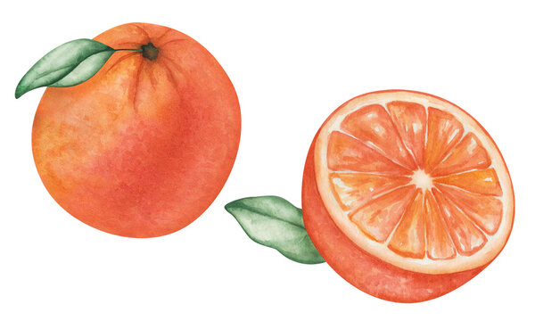 Watercolor set of illustrations. Hand painted oranges, grapefruits, tangerines with leaves. Whole, round, cut in half, sliced orange fruit. Tropical citrus fruit. Fresh juice. Isolated food clip art
