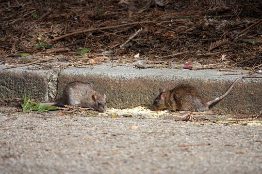 Des rats mangent des restes d'aliments laiss&eacute;s au sol