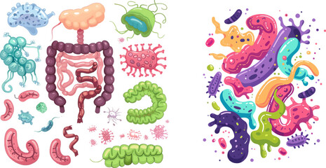 Medical bacteria and anatomy digestive, gastrointestinal microflora