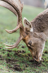 male fallow deer and fallow deer cubs