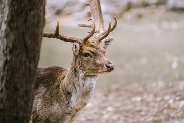 male fallow 