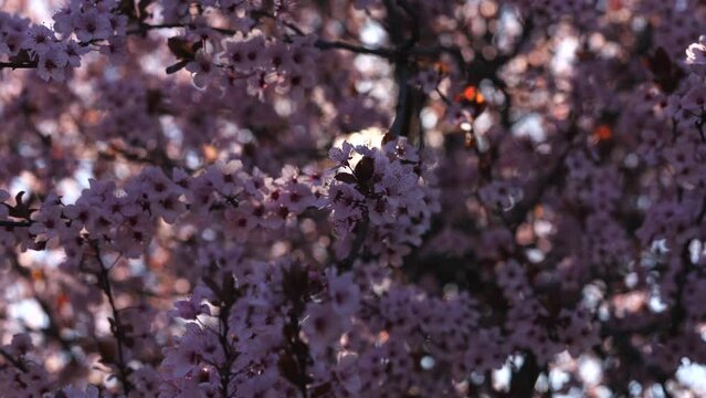 Pink blossom flowers in a tree. 4K video with a spring tree landscape during a beautiful sunny day. Concept image for happiness and optimism.
