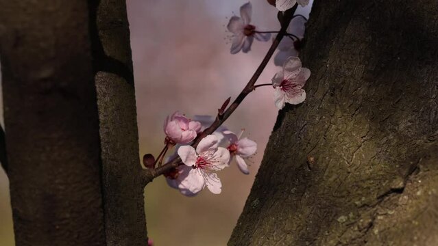 Pink blossom flowers in a tree. 4K video with a spring tree landscape during a beautiful sunny day. Concept image for happiness and optimism.