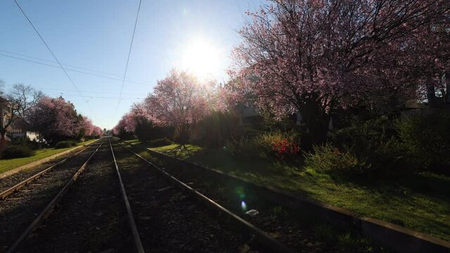 4K wide angle video with an iconic beautiful tram line in Bucharest surrounded by blossom spring tree with spring flowers. Public transportation in Romania.