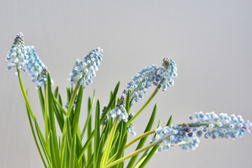 Light blue muscari flowers on a light pastel background. Soft focus