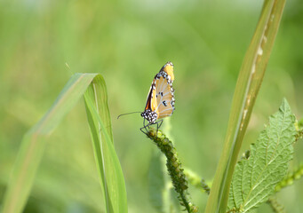 a closeup shot of an insect on a green leaf