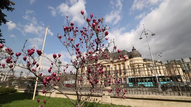 4K close up selective focus video with the blossom flowers of a magnolia tree against the building of Central University Library in Bucharest. Travel to Romania.