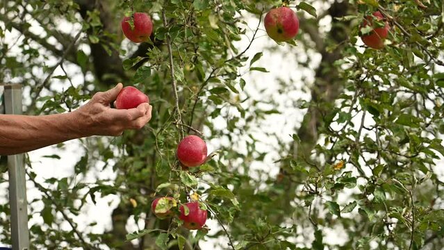 Red apple variety on the fruiting tree - malus Domestica gala in the garden. Fruits on the lush green trees, fruit ready to harvest.