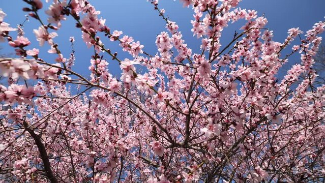 Spring blossom tree wide angle 4K video. Tree full of white and pink blossom flowers in a spring landscape against blue sky.