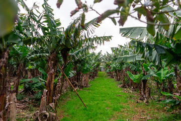 A picturesque banana plantation on Terceira Island, Azores, with lush green foliage and clusters of ripe yellow bananas.