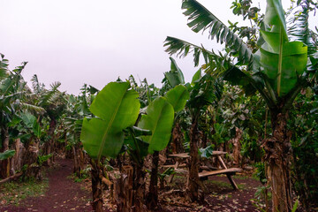 A picturesque banana plantation on Terceira Island, Azores, with lush green foliage and clusters of ripe yellow bananas.