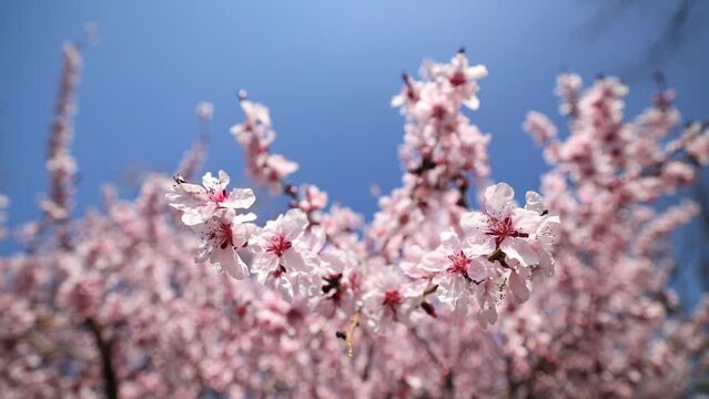 Spring blossom tree wide angle 4K video. Tree full of white and pink blossom flowers in a spring landscape against blue sky.