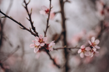 Spring flowering of a fruit tree of a delicate pink color close-up