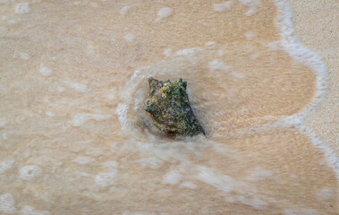 Shot of the whelk type of seashell by the the seashore. Nature