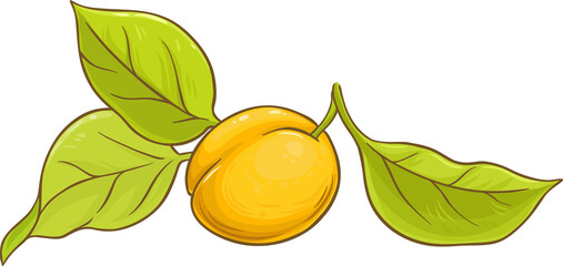 Apricot Fruit with Leaves Colored Illustration.