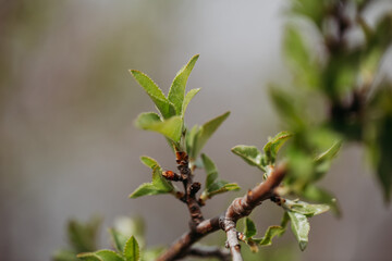 Green young foliage on a branch in early spring close-up