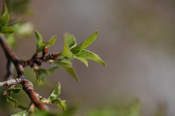 Green young foliage on a branch in early spring close-up
