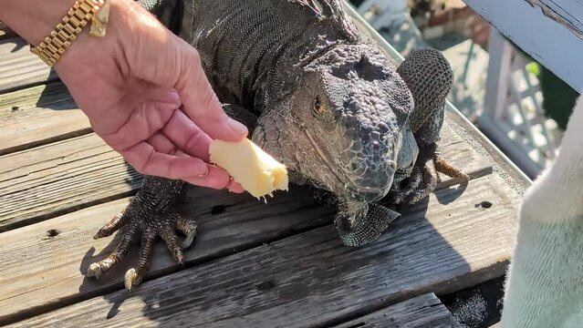 Feeding a large Green Iguana by hand