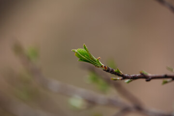 Green young foliage on a branch in early spring close-up