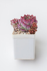 Succulent Echeveria sp in white plastic pot on white background - 767847565