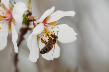A bee pollinates the spring flowering of a white fruit tree in close-up