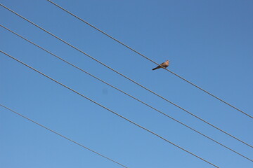 mavi gökyüzü arka planda tellerin üzerindeki kuş.