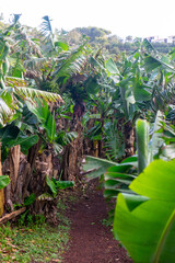 A picturesque banana plantation on Terceira Island, Azores, with lush green foliage and clusters of ripe yellow bananas.