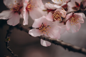 Spring flowering of a fruit tree of a delicate pink color close-up