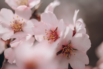 Fototapeta na wymiar Spring flowering of a fruit tree of a delicate pink color close-up