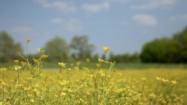 Field of yellow buttercups swaying gently on a sunny day, with soft focus trees in background
