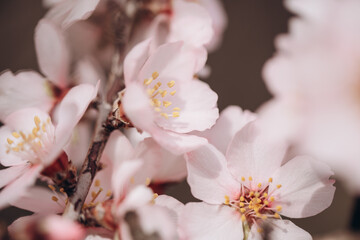 Spring flowering of a fruit tree of a delicate pink color close-up